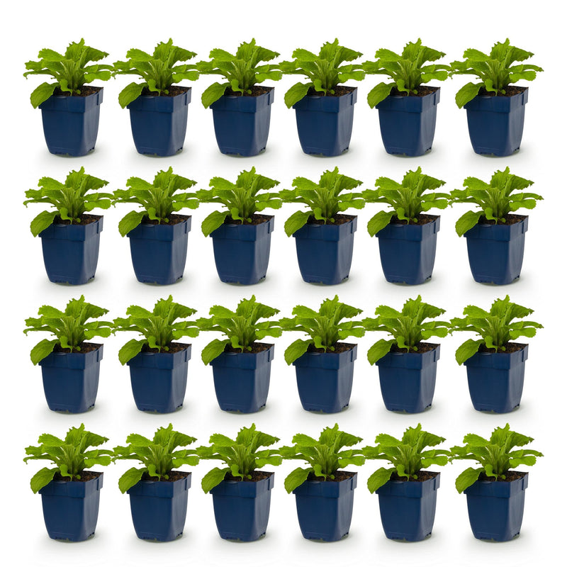 Green boutiQ - Vasteplant - Digitalis mertonensis - Vingerhoedskruid - Schaduw - Roze - 24 Planten - Pot 11cm - Hoogte 15-25cm