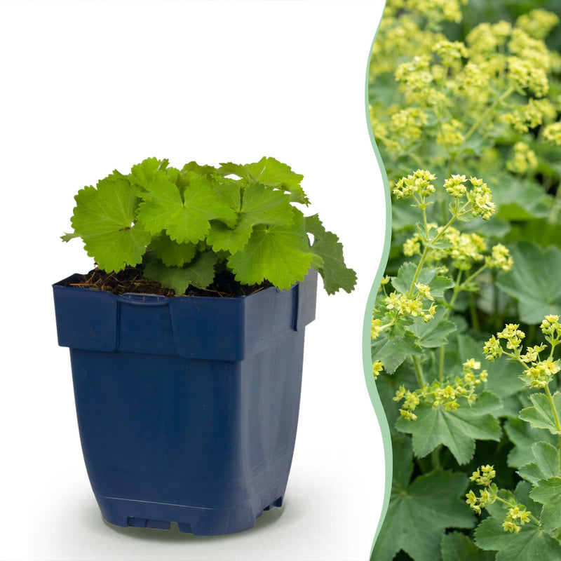 Green boutiQ - Vasteplant - Alchemilla mollis - Vrouwenmantel - Bodembedekkend - Geel - 24 Planten - Pot 11cm - Hoogte 15-25cm
