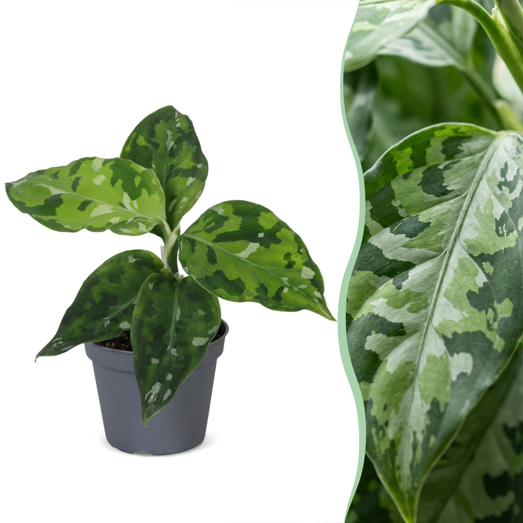 Aglaonema Pictum Tricolor - Camouflage plant - Green - Tropical - Ø6cm - ↕10cm