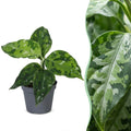 Aglaonema Pictum Tricolor - Camouflage plant - Green - Tropical - Ø6cm - ↕10cm