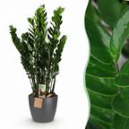 Green boutiQ - Plante d'intérieur - Plante ZZ - Zamioculcas Zamiifolia - Vert - Peu d'entretien - 1 plante - avec pot gris - Pot 21 cm - Hauteur 80 - 90 cm