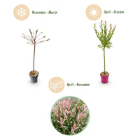 2x - Salix Flamingo - Ø19cm - ↕90-100cm