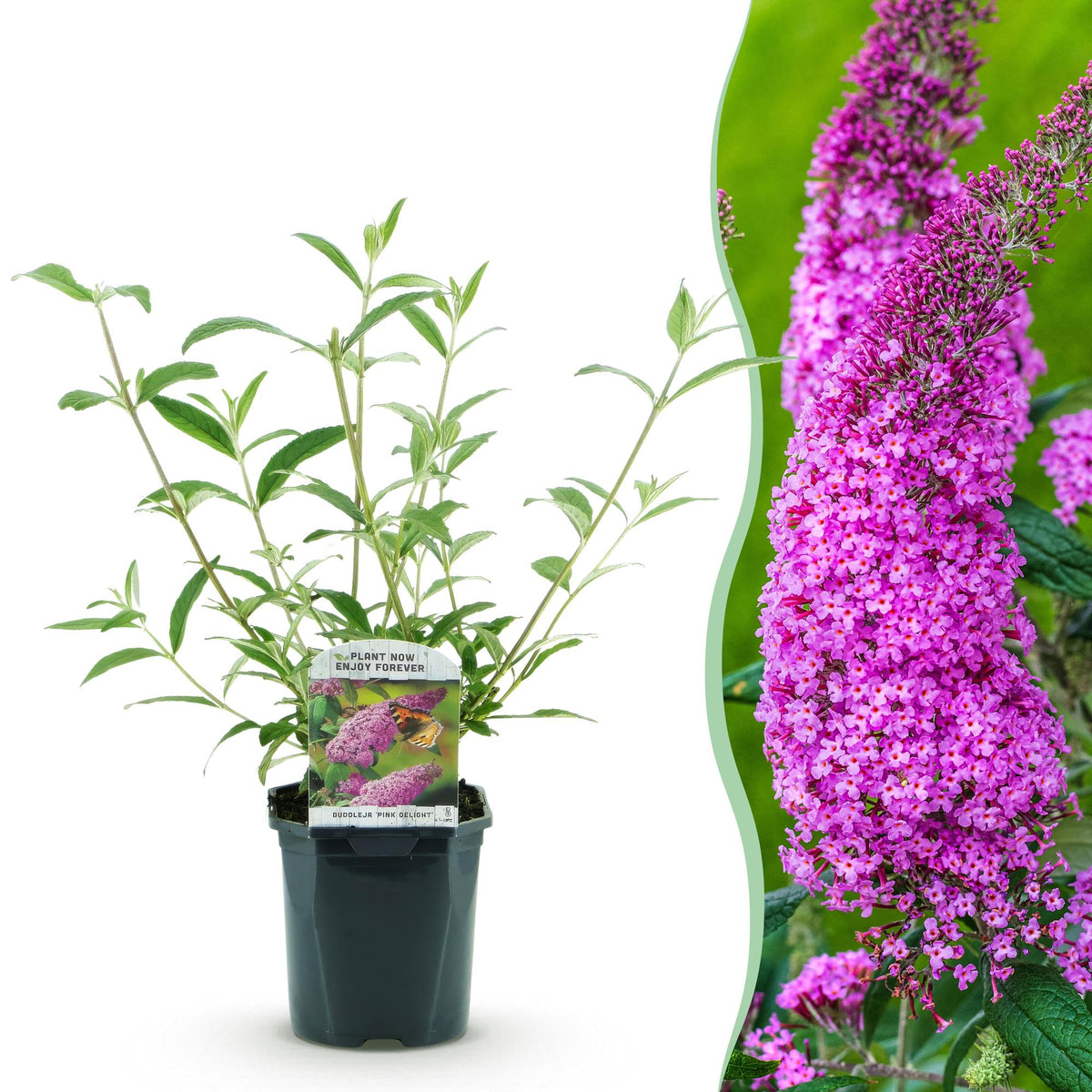 Green boutiQ - Plante de jardin - Buddleja davidii Pink Delight - Arbre aux papillons - Rustique - Rose - 1 Plante - Pot 17cm - Hauteur 45cm