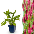 Green boutiQ - Stauden - Persicaria amplexicaulis - Kerzen-Knöterich - Bienen- und Schmetterlingsmagnet - Rot - 12 Pflanzen - Topf 11cm - Höhe 15-25cm