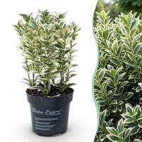 Green boutiQ - 40x Euonymus japonicus White Spire - Kardinaalsmuts - Haagplanten - Groenblijvend - Wit - Groen - Pot 9cm - Hoogte 20-30cm