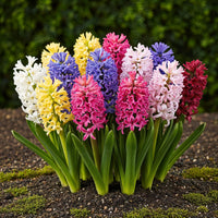 Green boutiQ - Bloembollen - Hyacinth mix - Diversen Kleuren - 10 stuks - Bolmaat 14/15 - XXL Pack