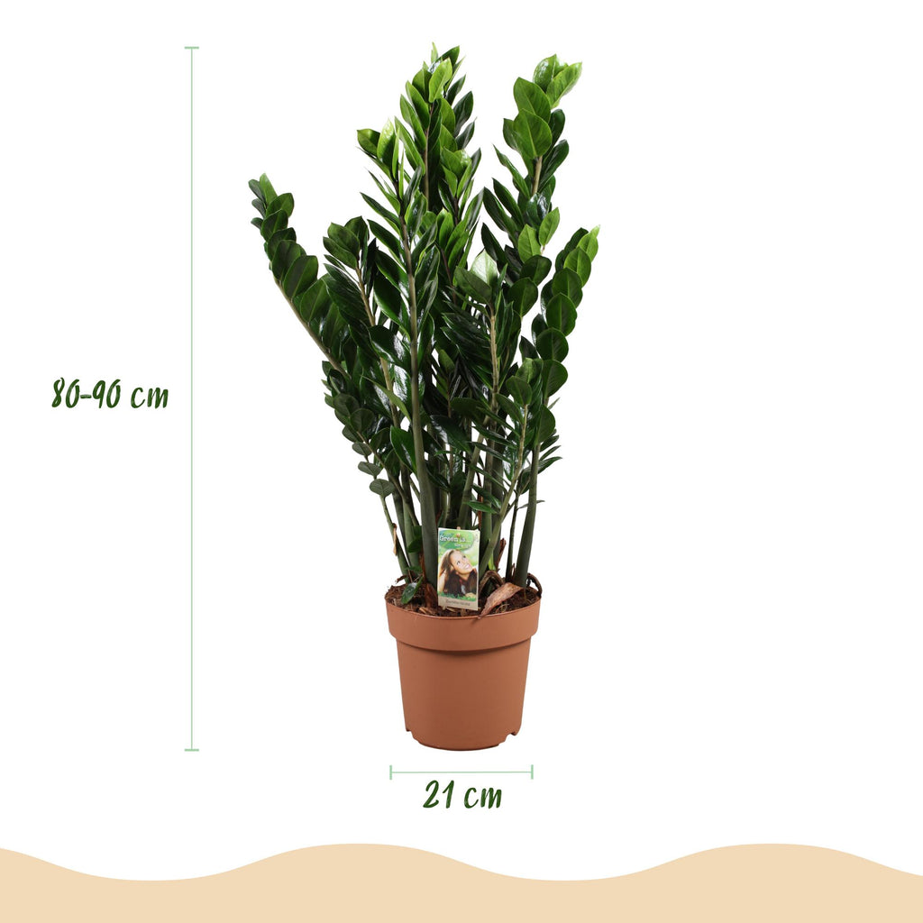 Green BoutiQ - Green is... Plantes d'intérieur - Zamioculcas - Plante ZZ - Peu d'entretien - Vert - 1 plante - Pot 21cm - Hauteur 80-90cm