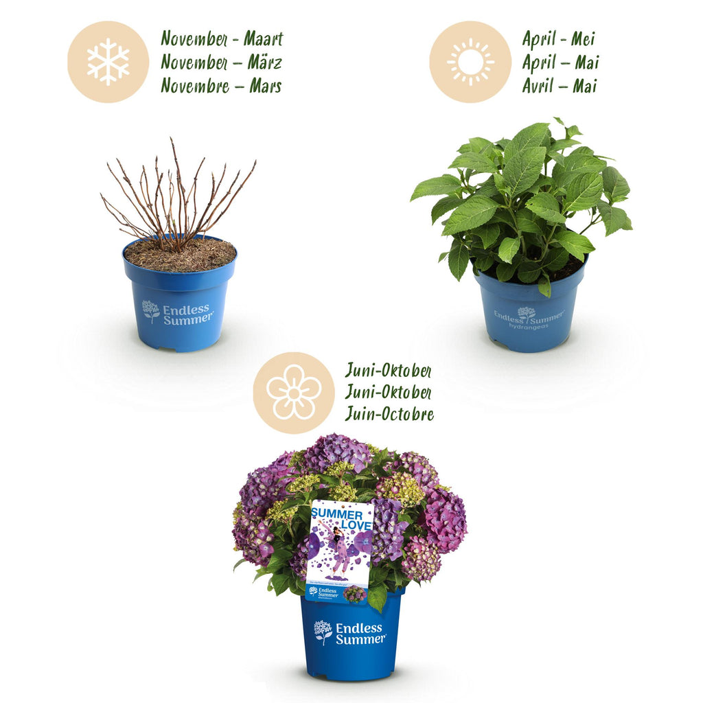 Green boutiQ - Gartenpflanze - Hydrangea Endless Summer Summer Love Purple - Hortensie - Winterhart - Violett - 2 Pflanzen - Topf 14cm - Höhe 20-25cm