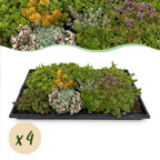 Green boutiQ - Couvre-sol - Rustique - Tapis de sedum - Composé de 10 variétés - X4 - Peu d'entretien - Longueur 50 Largeur 30