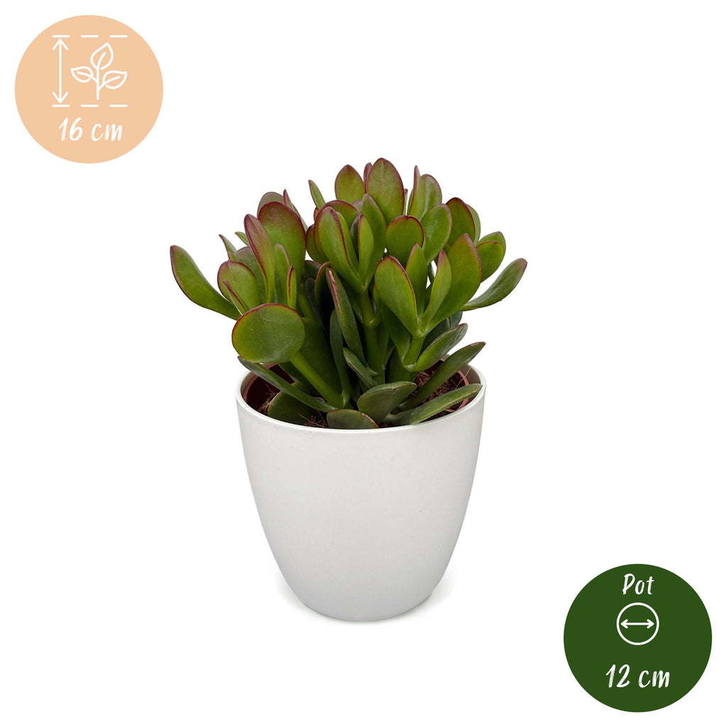 4x Crassula Ovata - Jade plant - Green - Succulent/cactus - incl. witte pot - Ø12cm