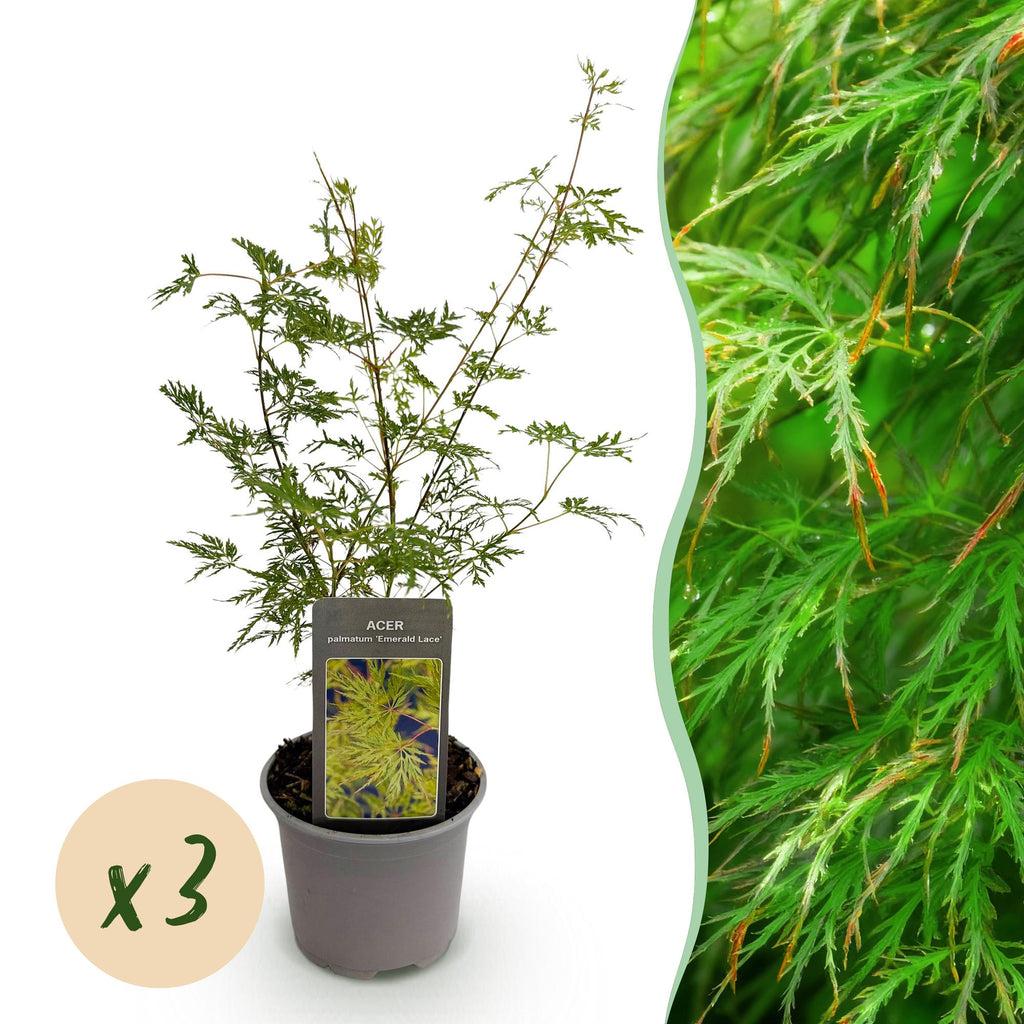 Green boutiQ - Plante de jardin - Acer palmatum Emerald Lace - Vert - 3 plantes - Caduc - Peu d'entretien - Pot 12 cm Hauteur 35 cm