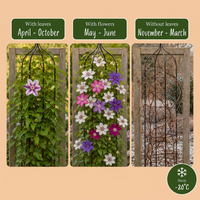 16x Clematis Rainbow - Bosrank - Paars - Rood - Roze - Wit - Klimplant - Ø9cm - ↕35cm