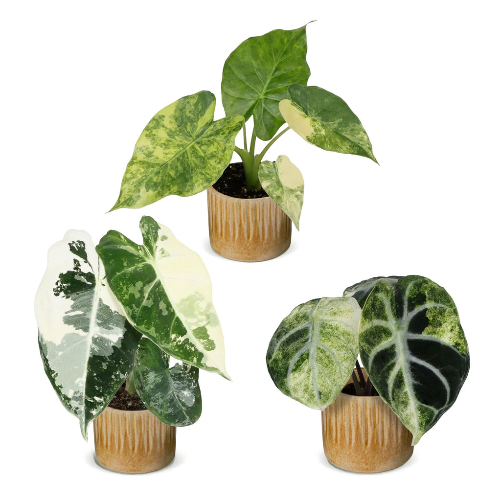 3x Baby Alocasia Tricolour Variegata - Green - Black - Variegata - Tropical - incl. Linnea Honey - Ø6cm - ↕5-15cm