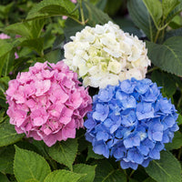 Green boutiQ - Hortensia - Hydrangea macrophylla Tricolour - Bloem Blauw, Roze en Wit  - 3 Planten - Bladverliezend - Weinig Onderhoud - Pot 17cm Hoogte 30cm