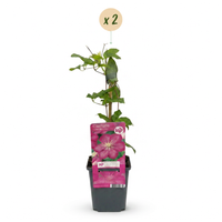 2x Clematis Ville de Lyon - Bosrank - Rood - Klimplant - Ø9cm - ↕35cm