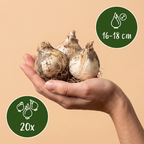 20x Allium Gladiator - Sierui - Paars - Zomerbloeier - Bolmaat 16/18