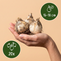 20x Allium Gladiator - Sierui - Paars - Zomerbloeier - Bolmaat 16/18
