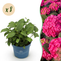 Green boutiQ - Tuinplant - Hydrangea Endles Summer Summer Love Red - Hortensia - Winterhard - Rood - 8 Planten - Pot 14cm - Hoogte 20-25cm