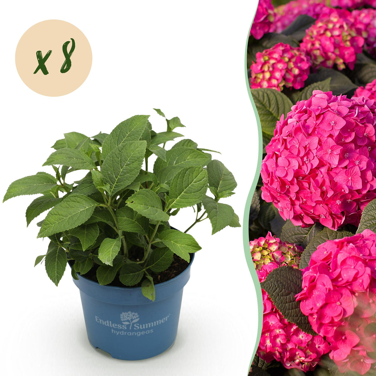 Green boutiQ - Gartenpflanze - Hydrangea Endless Summer Summer Love Red - Hortensie - Winterhart - Rot - 8 Pflanzen - Topf 14cm - Höhe 20-25cm