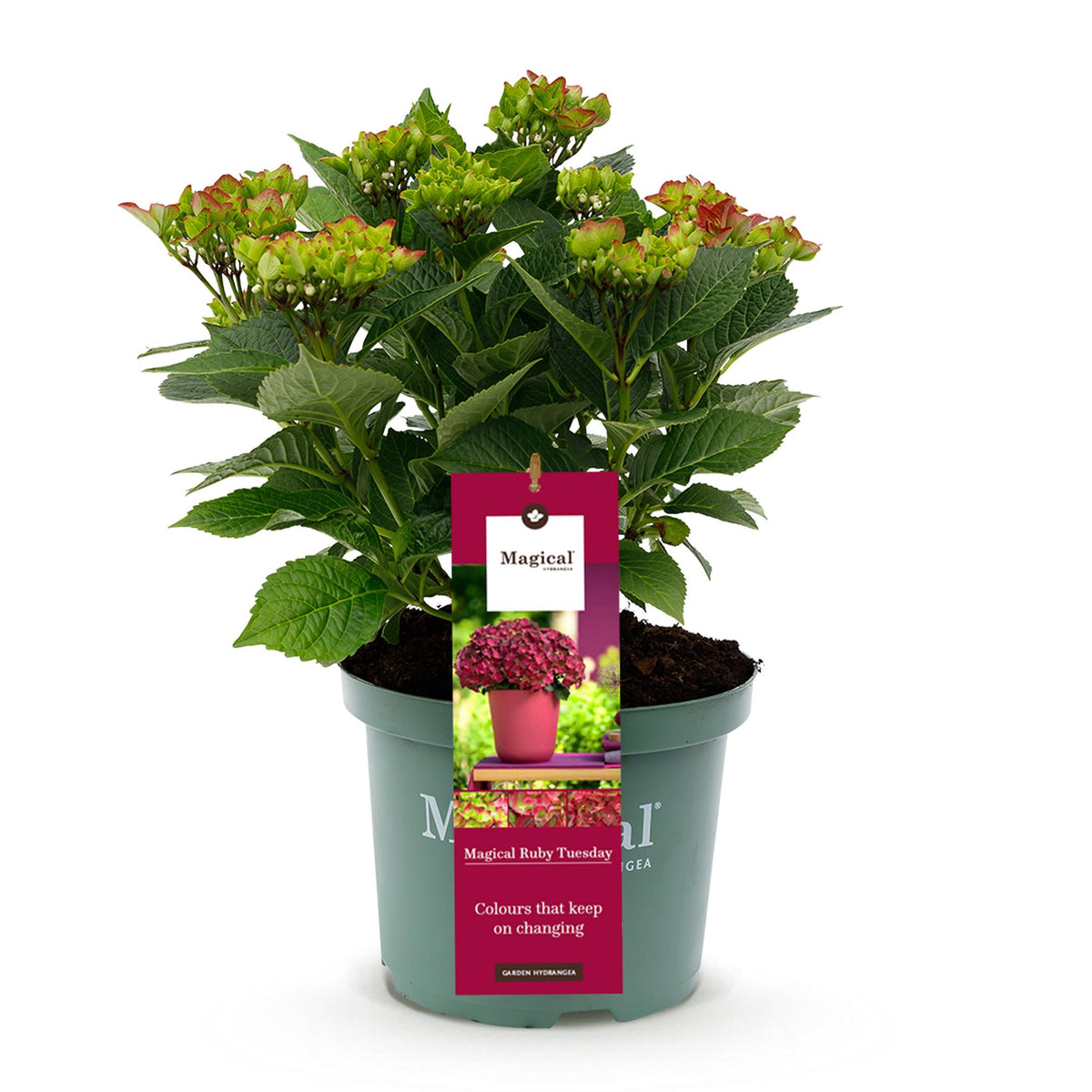 Green boutiQ - Plante de terrasse - Hortensia - Hydrangea Magical Teusday & Saphire - Rouge - 6-10 fleurs - Pot 23 cm Hauteur 55 cm