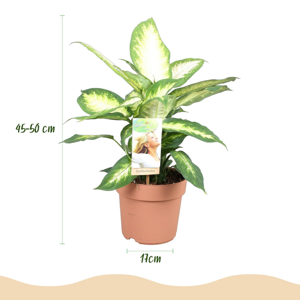 Green BoutiQ - Green is... Plantes d'intérieur - Dieffenbachia Camilla - Dieffenbachia - Peu d'entretien - Vert - 2 Plantes - Pot 17cm - Hauteur 45-50cm