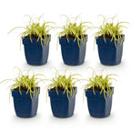 Green boutiQ - Gräser - Carex oshimensis Evergold - Japanische Segge - Immergrün - Gelb-Grün - 6 Pflanzen - Topf 11cm - Höhe 15-25cm