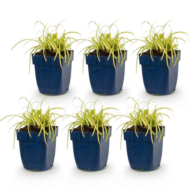 Green boutiQ - Grassen - Carex oshimensis Evergold - Japanse Zegge - Groenblijvend - Geel-Groen - 6 Planten - Pot 11cm - Hoogte 15-25cm