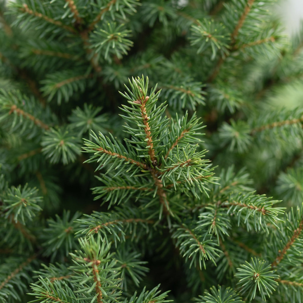 Picea glauca Conica - Dwarf Alberta Spruce - Green - Christmas tree - Ø26cm - ↕110cm