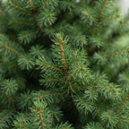Picea glauca Conica - Dwarf Alberta Spruce - Green - Christmas tree - Ø26cm - ↕110cm