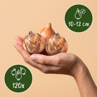120x Bol Nat Tuin - Bol Nat Tuin - Diversen - Zomerbloeier - Bolmaat 10/12