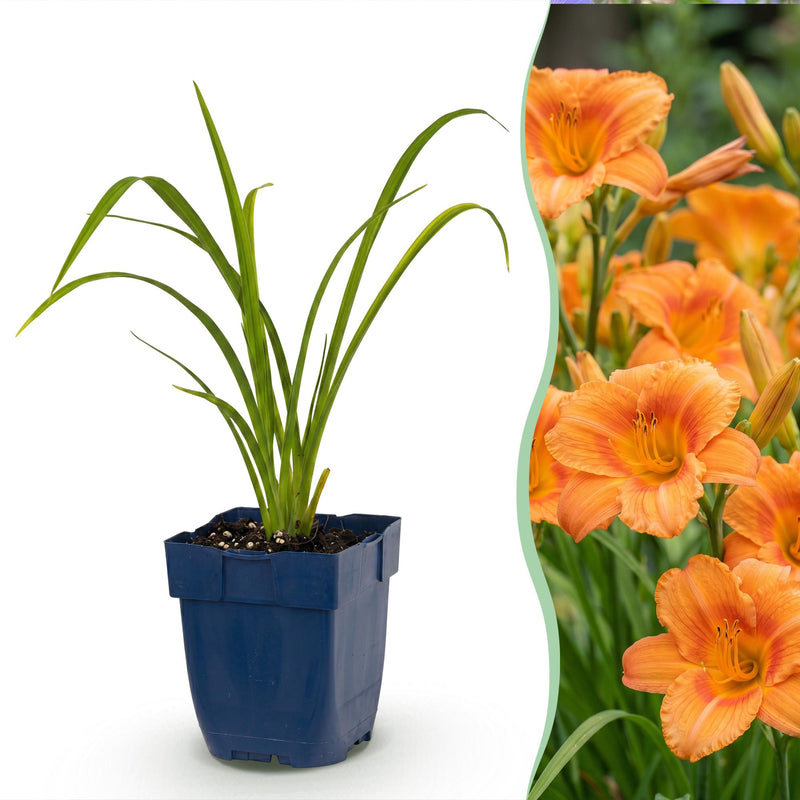 Green boutiQ - Vasteplant - Hemerocallis Mauna Loa - Daglelie - Bijen en Vlinderlokkers - Oranje - 1 Plant - Pot 11cm - Hoogte 15-25cm