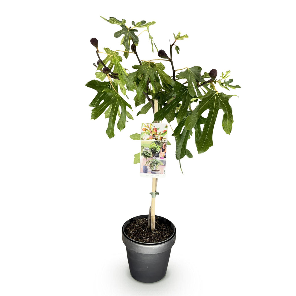 Green boutiQ - Stämmchen - Ficus carica Little Miss Figgy - Terrassenpflanze - Laubabwerfend - Winterhart - Grüne Frucht - Topf 19 cm Höhe 90 cm