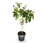 Green boutiQ - Stämmchen - Ficus carica Little Miss Figgy - Terrassenpflanze - Laubabwerfend - Winterhart - Grüne Frucht - Topf 19 cm Höhe 90 cm