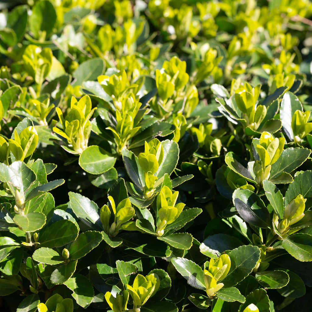 Green boutiQ - Haies - Euonymus japonica Green Spire - feuilles vertes - 6 plantes - 1 mètre linéaire - persistant - pot 17 cm hauteur 40 cm