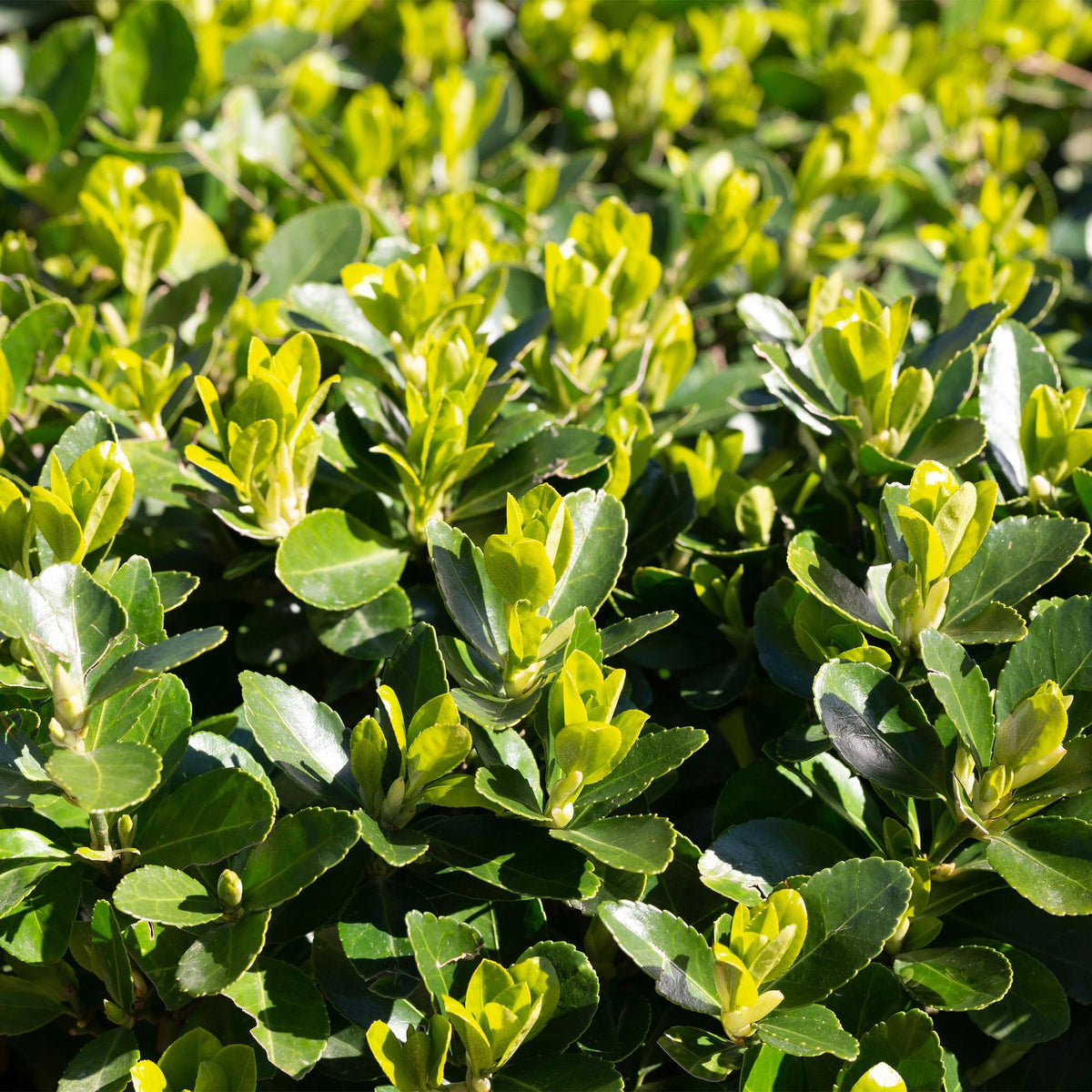 Green boutiQ - Haies - Euonymus japonica Green Spire - feuilles vertes - 6 plantes - 1 mètre linéaire - persistant - pot 17 cm hauteur 40 cm