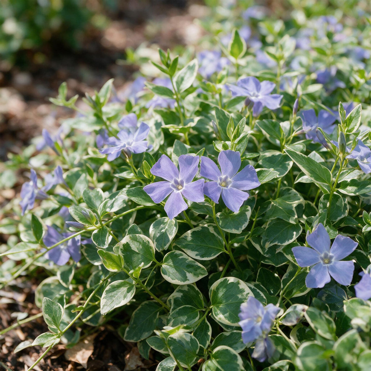 Vasteplant - Vinca major Variegata - Maagdenpalm - Bodembedekkend - Blauw - 6 Planten - Pot 11cm - Hoogte 15-25cm