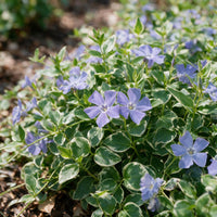 Vasteplant - Vinca major Variegata - Maagdenpalm - Bodembedekkend - Blauw - 6 Planten - Pot 11cm - Hoogte 15-25cm