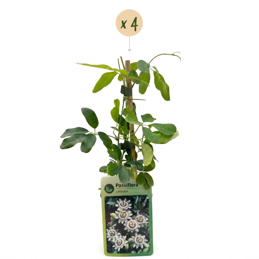 4x Passiflora caerulea - Blue passionflower - White - Purple - Climber - Ø9cm - ↕35cm