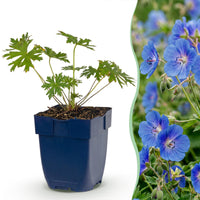 Green boutiQ - Vasteplant - Geranium Johnson's Blue - Ooievaarsbek - Bodembedekkend - Blauw - 12 Planten - Pot 11cm - Hoogte 15-25cm