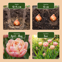 96x Tulipa Peaches & Kisses - Tulp Rozen & Kussen - Diversen - Voorjaarsbloeier - Bolmaat 11/12