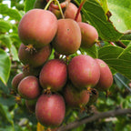 Green boutiQ - Plant fruitier - Actinidia deliciosa Ken's Red - Actinidia - Femelle - Fruit rouge - 2 plantes - Pot 15cm - Hauteur 50cm