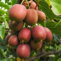 Green boutiQ - Fruitplant - Actinidia deliciosa Ken,s Red - Kiwiplant - Vrouwelijk - Rode Vrucht - 2 Planten - Pot 15cm - Hoogte 50cm