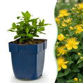 Green boutiQ - Stauden - Hypericum calycinum - Johanniskraut - Bienen- und Schmetterlingsmagnet - Gelb - 24 Pflanzen - Topf 11cm - Höhe 15-25cm