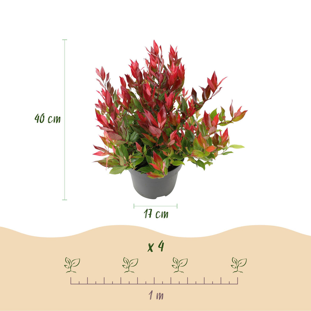 Green boutiQ - Plante de jardin - Leucothoe Little Flame - Rouge - 1 Plante - Persistant - Peu d'entretien - Pot 17cm Hauteur 40cm