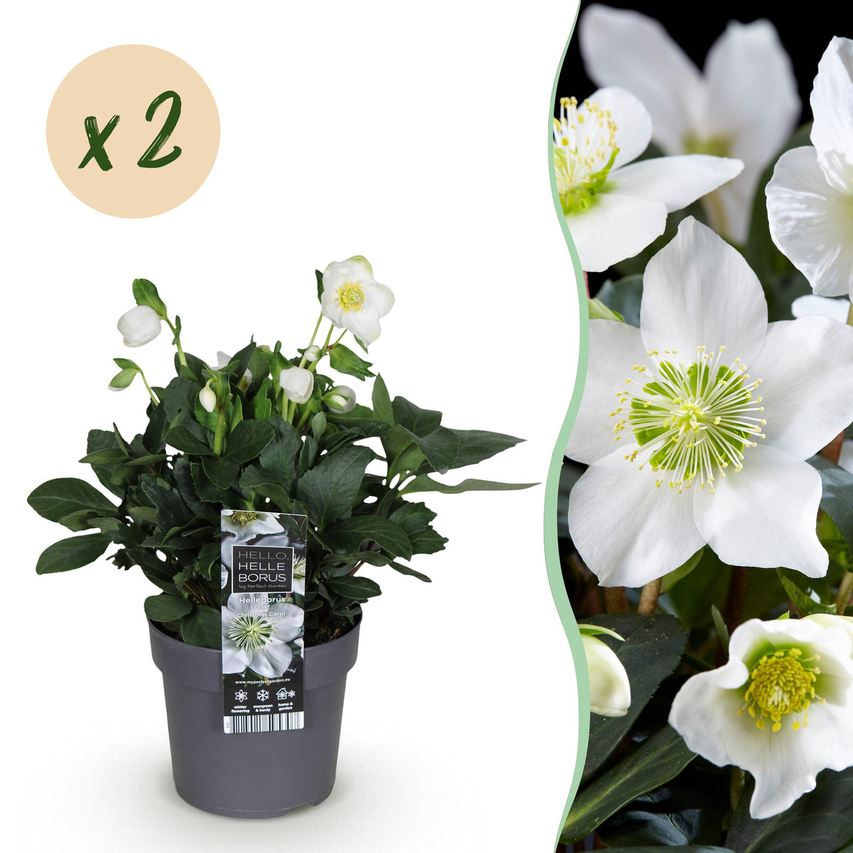 Green boutiQ - Plante de jardin - Rose de Noël - Hellébore Christmas Carol - Fleur blanche - 2 plantes - Persistant - Pot 14cm Hauteur 30cm