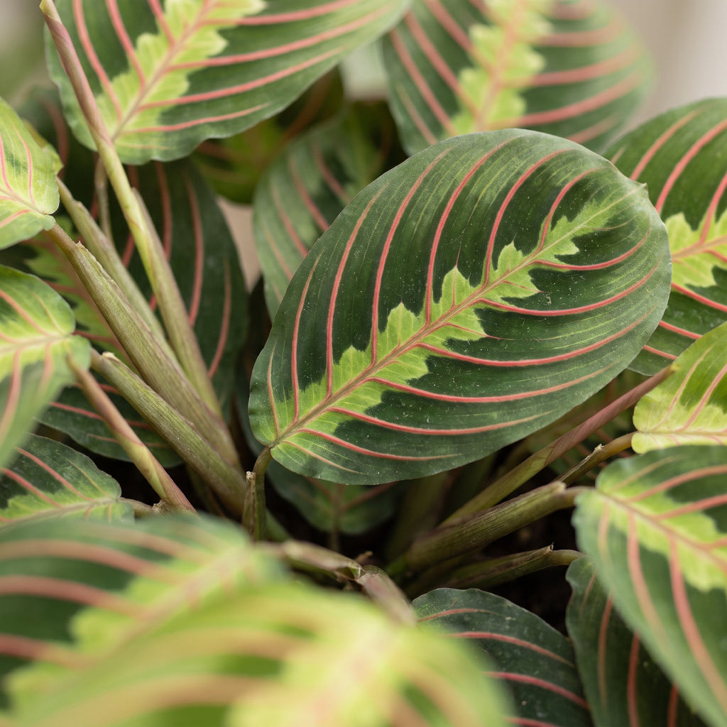 Maranta Fascinator Tricolor - Fascinator prayer plant - Green - Tropical - Ø6cm - ↕12cm