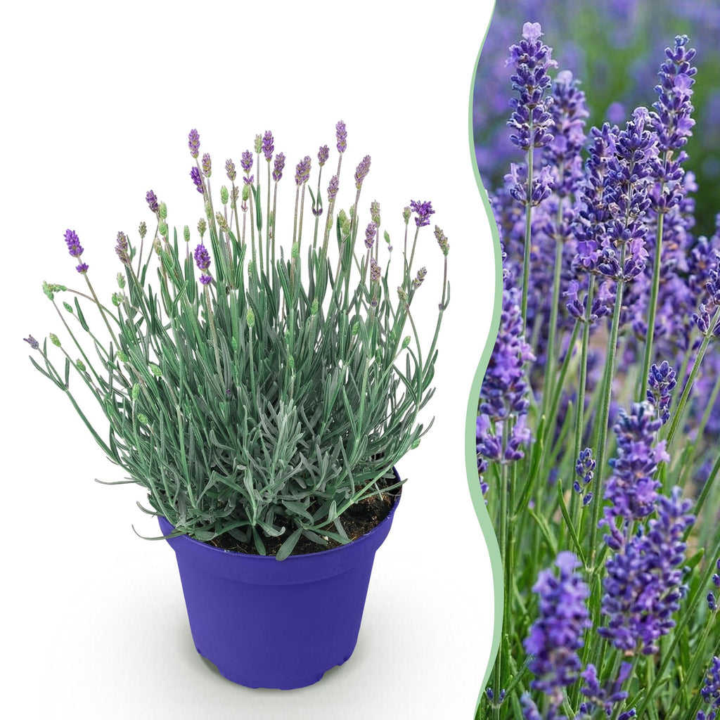 Green boutiQ - Plante de jardin - Lavandula angustifolia Hidcote - Lavande - Rustique - Violet - 1 plante - Pot 12cm - Hauteur 15-25cm