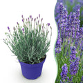 Green boutiQ - Plante de jardin - Lavandula angustifolia Hidcote - Lavande - Rustique - Violet - 1 plante - Pot 12cm - Hauteur 15-25cm
