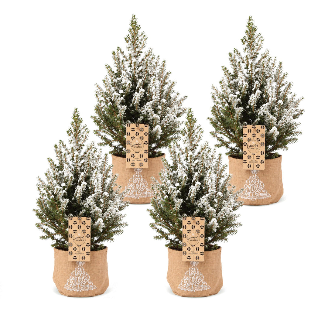 4x Picea glauca Conica - Dwarf Alberta Spruce - Green - White - Christmas tree - incl. jute bag - Ø17cm - ↕65cm