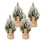 4x Picea glauca Conica - Dwarf Alberta Spruce - Green - White - Christmas tree - incl. jute bag - Ø17cm - ↕65cm